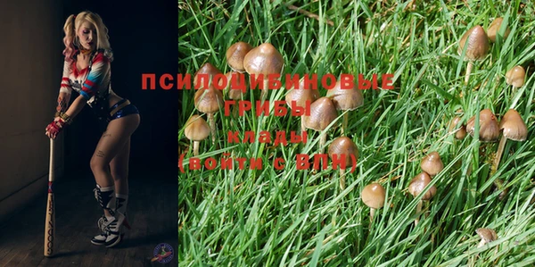ПСИЛОЦИБИНОВЫЕ ГРИБЫ Вяземский